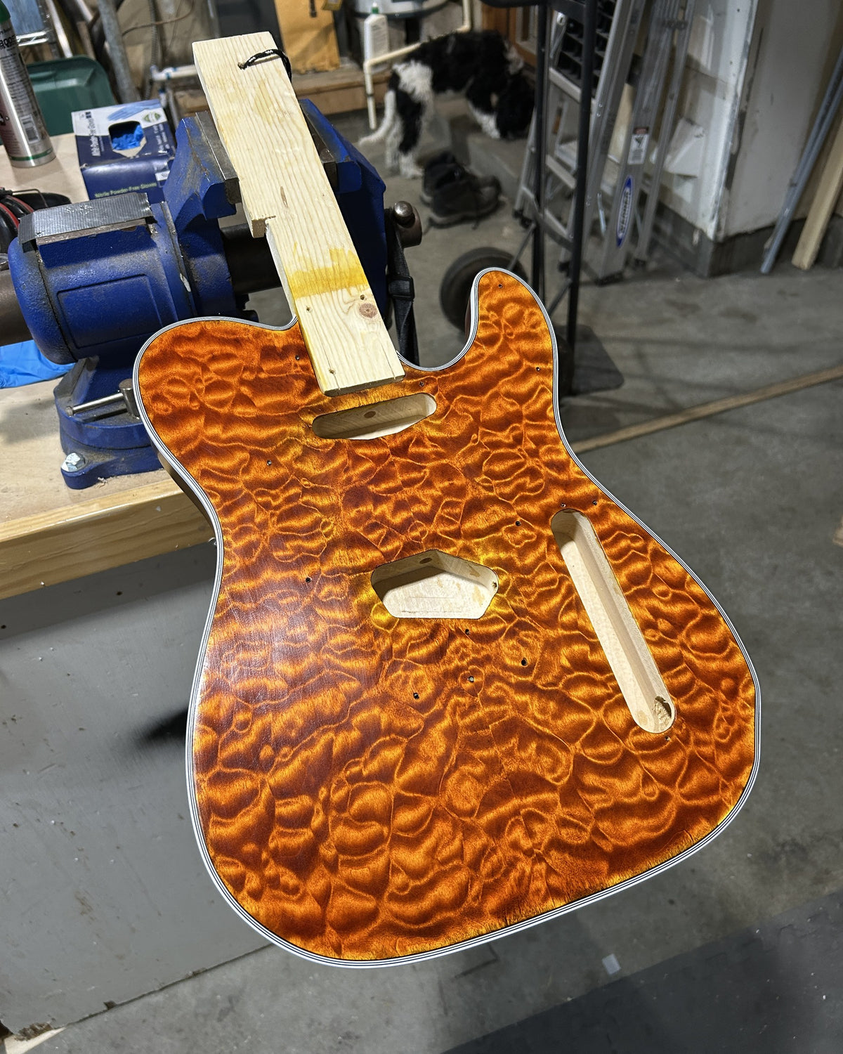 Quilted maple guitar top dyed deep amber after the yellow base coat and sand back, clamped in a bench vise
